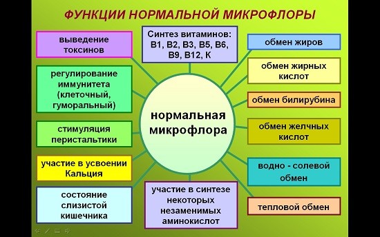 функции микрофлоры кишечника функции микрофлоры кишечника