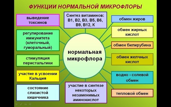 функции микрофлоры кишечника