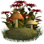 Целебные грибы