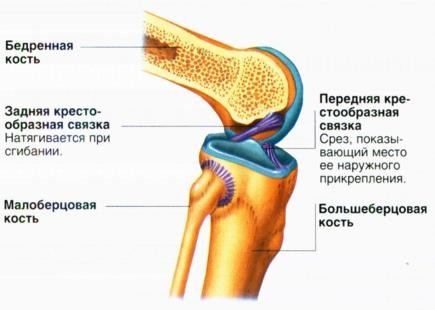 Внутрикапсульные связки