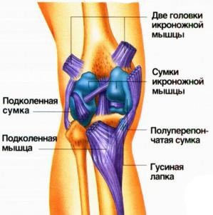 Левый коленный сустав